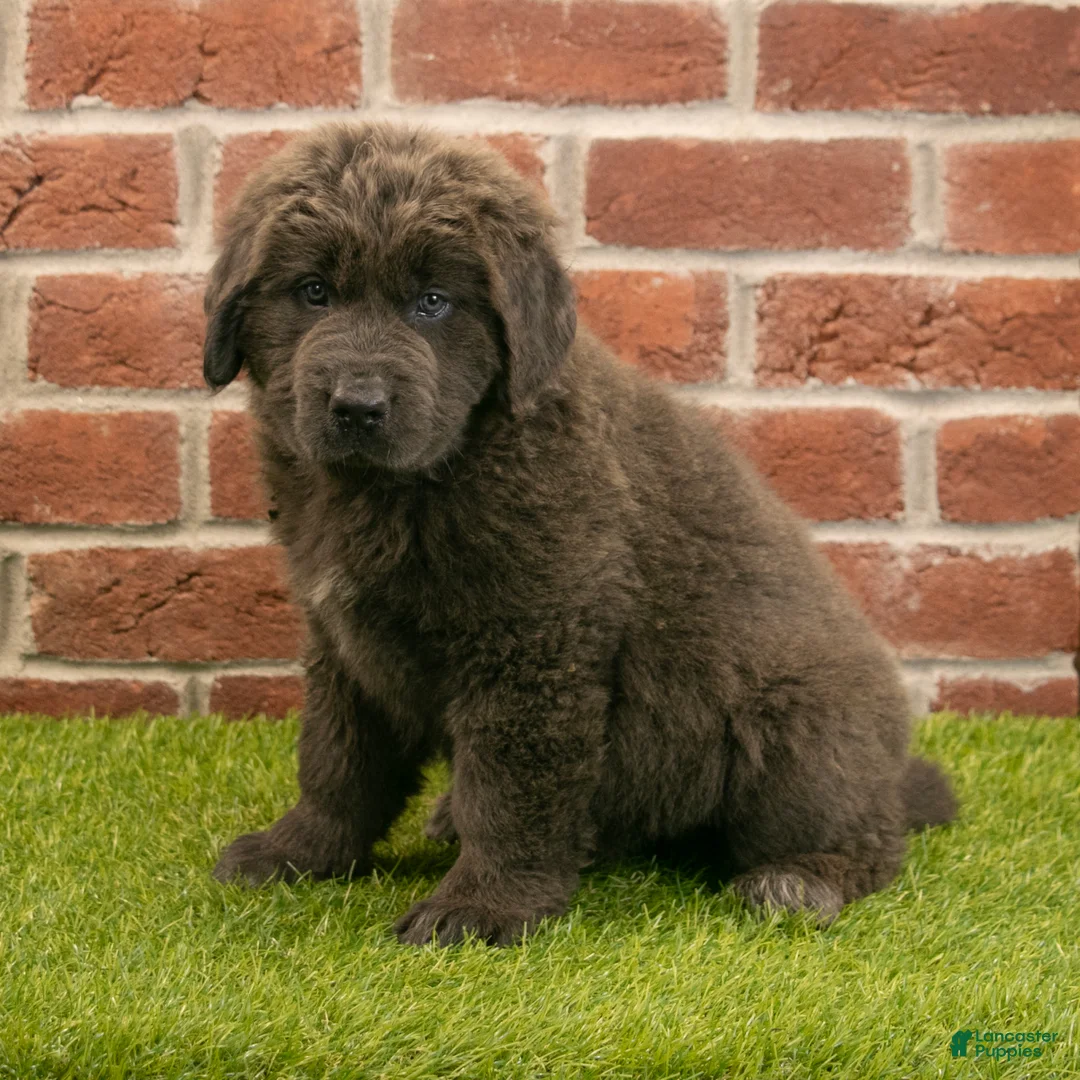 Newfoundland dogs for sale: Rosie - Ad 2