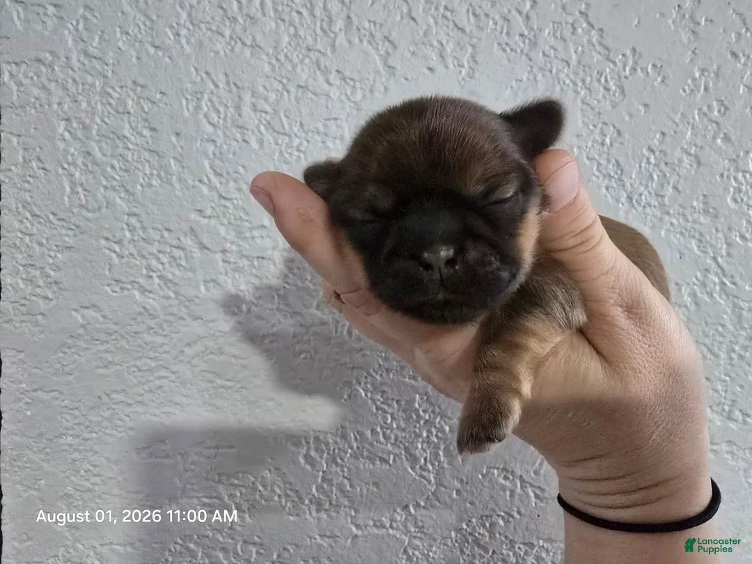 Shih Tzu dogs for sale: Shih Tzu 1 - Ad 1