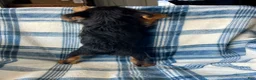 Yorkshire Terrier dogs for sale: Noah Boy - Ad 6