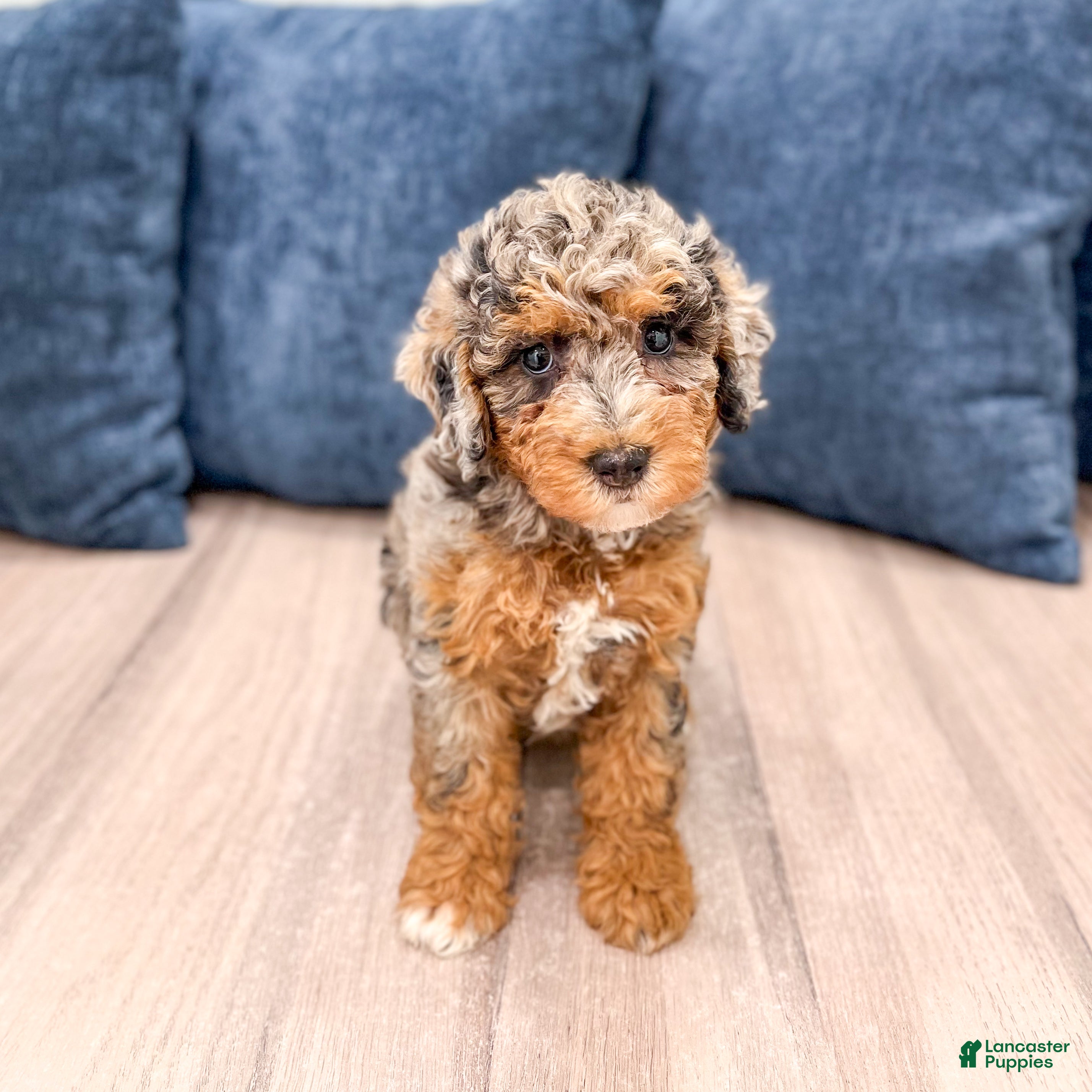 Mixed Breed dogs Nutmeg - Ad 1
