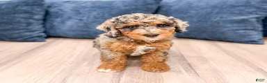 Nutmeg