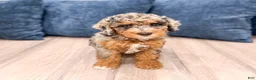 Mixed Breed dogs for sale: Nutmeg - Ad 1