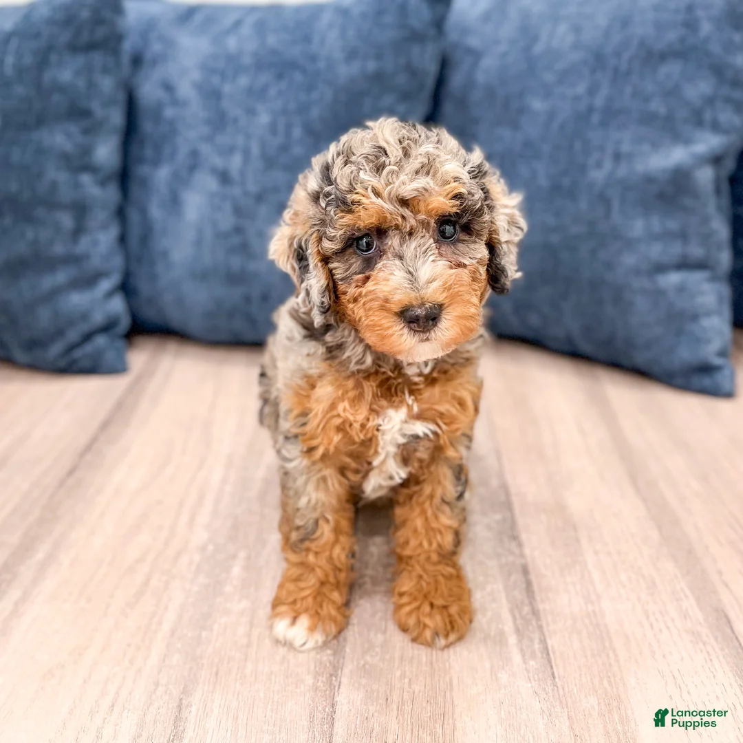 Mixed Breed dogs for sale: Nutmeg - Ad 1