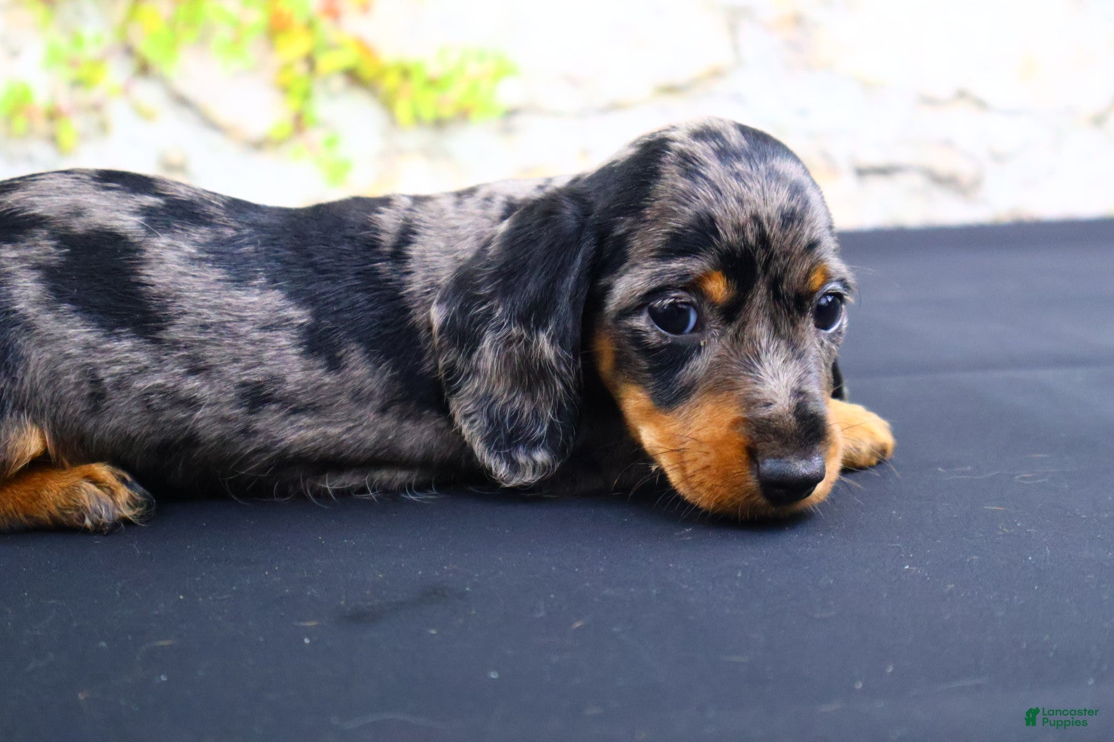 Miniature Dachshund dogs Coco - Ad 5