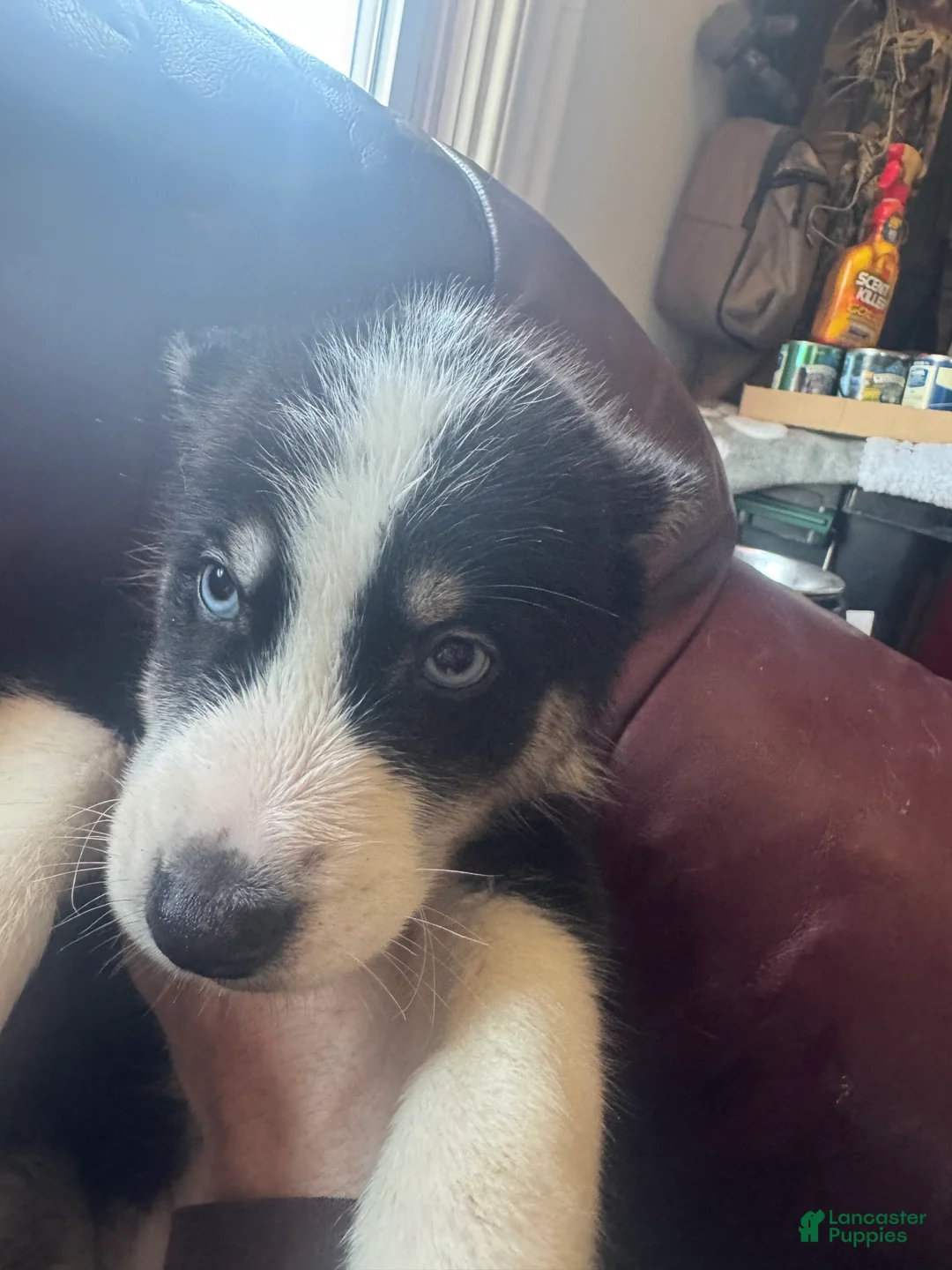 Siberian Husky dogs for sale: Siberian Husky Puppy 1 - Ad 2