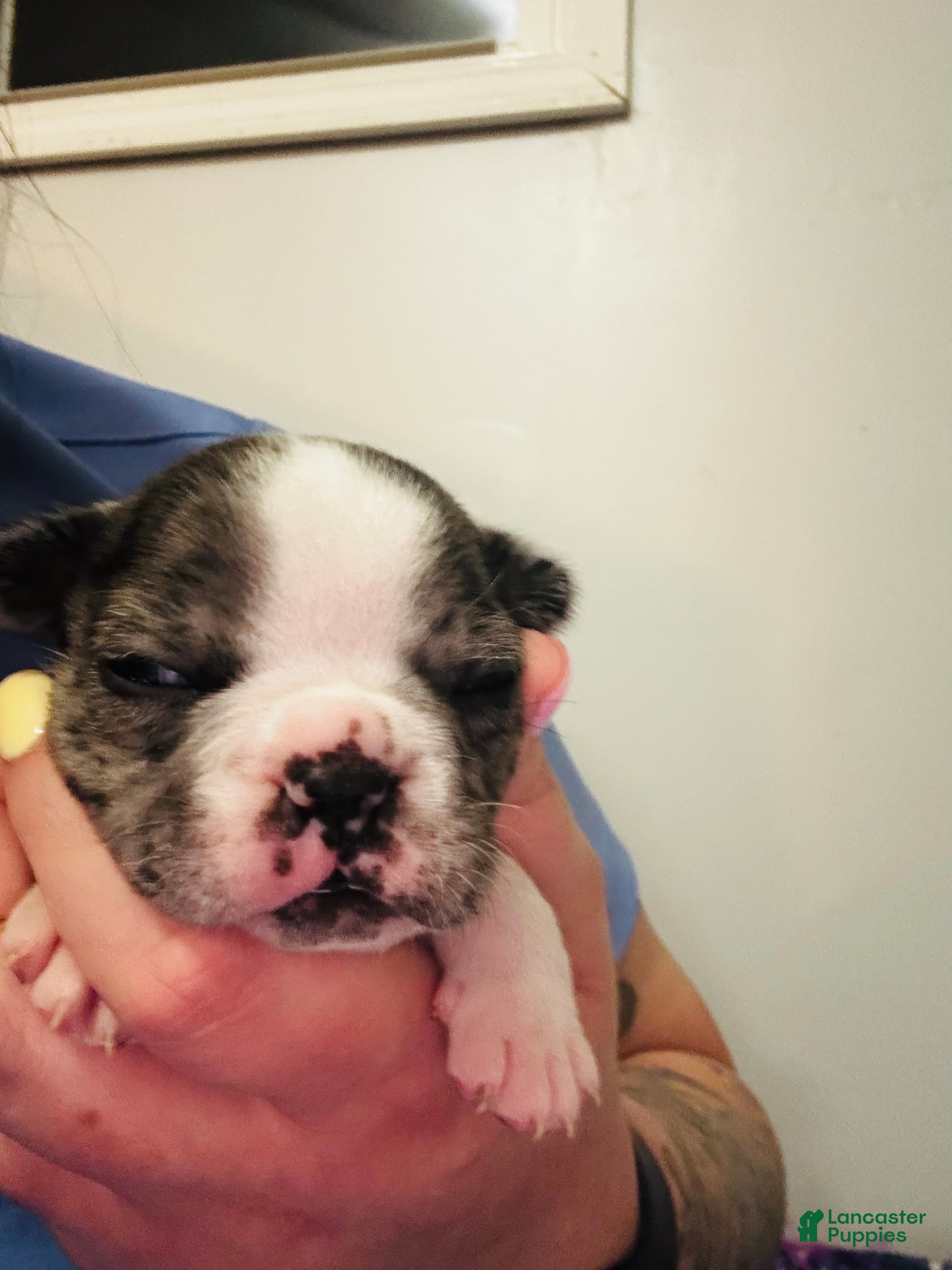 Mixed Breed dogs Wally - Ad 12