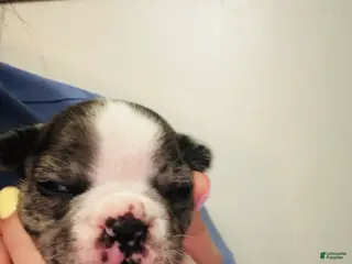 Mixed Breed dogs Wally - Ad 12