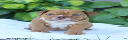 English Bulldog dogs for sale: Rufus - Ad 3