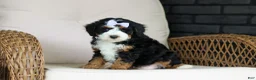 Mini Bernedoodle dogs for sale: Ellie - Ad 5