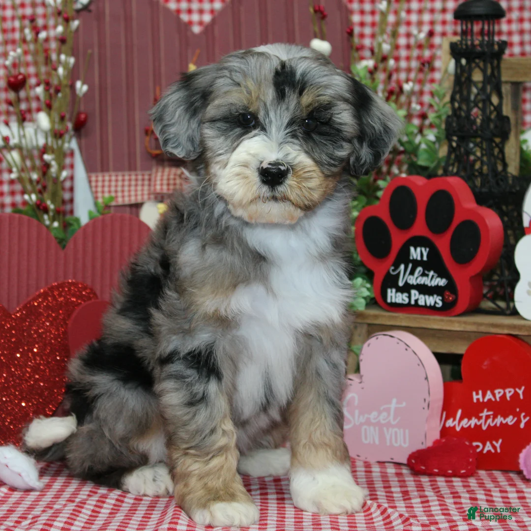 Mixed Breed dogs for sale: Larry - Ad 2