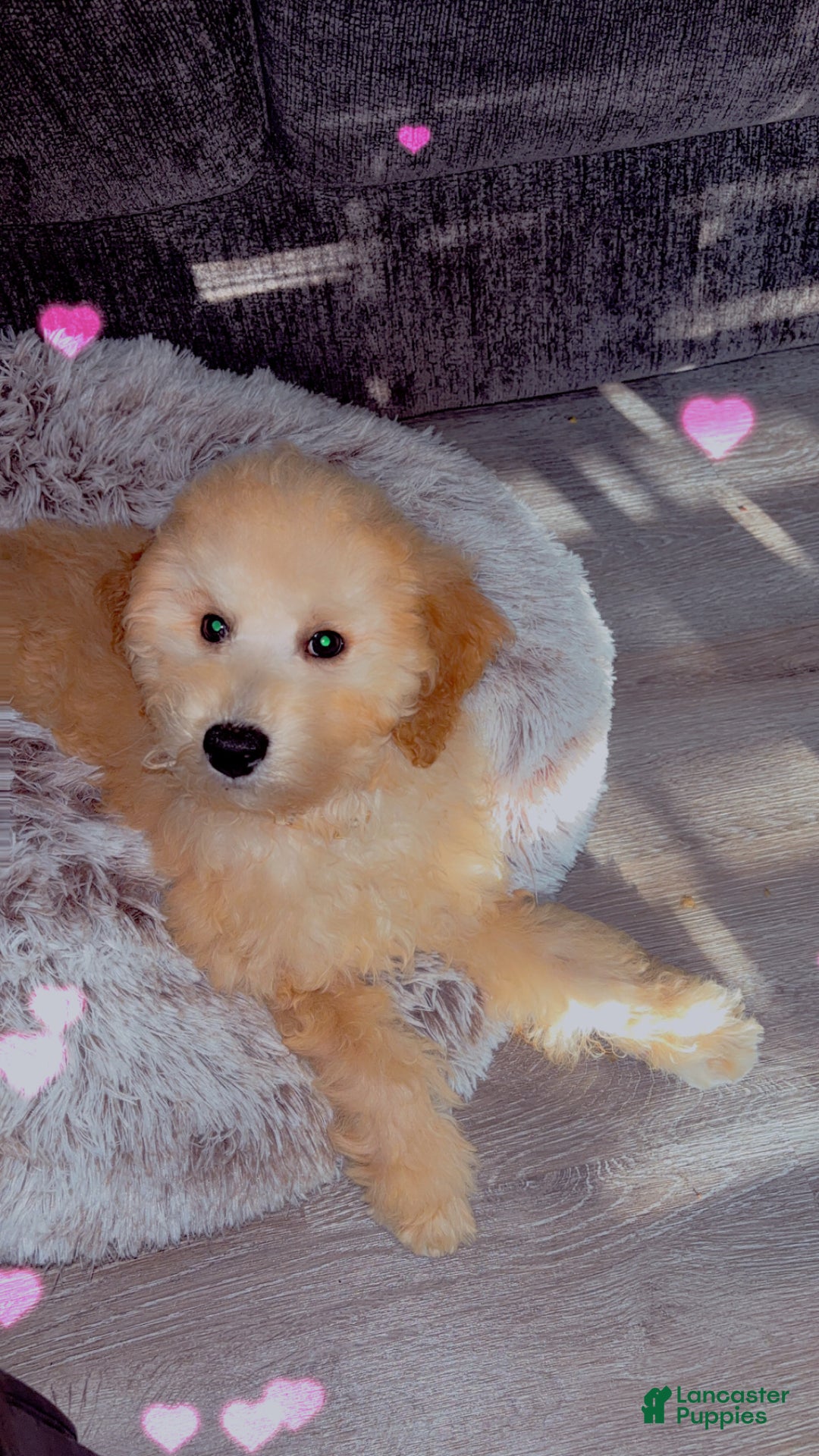 Mixed Breed dogs for sale: Bruno - Ad 2