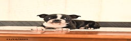 Boston Terrier dogs for sale: Precious - Ad 3