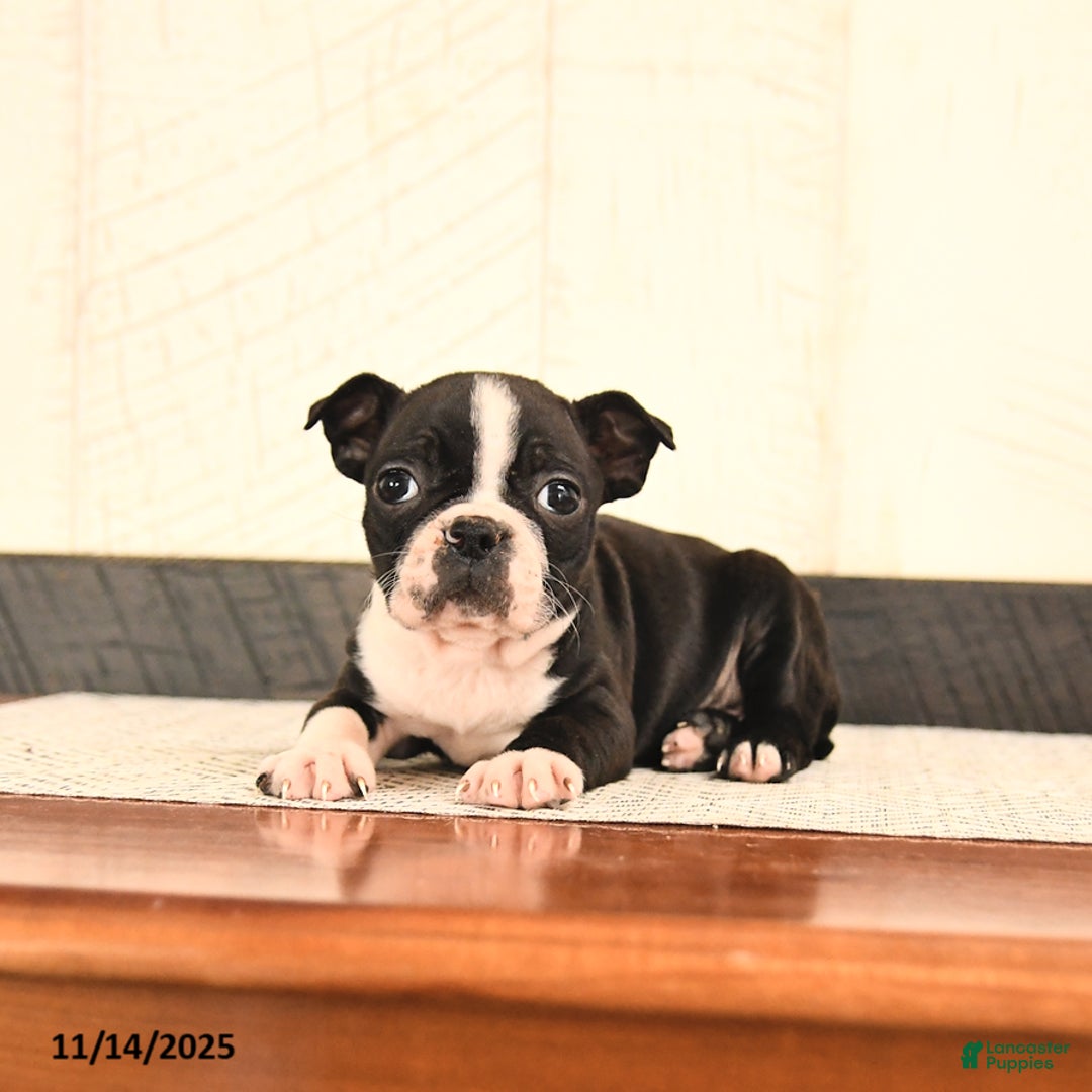 Boston Terrier dogs for sale: Precious - Ad 3