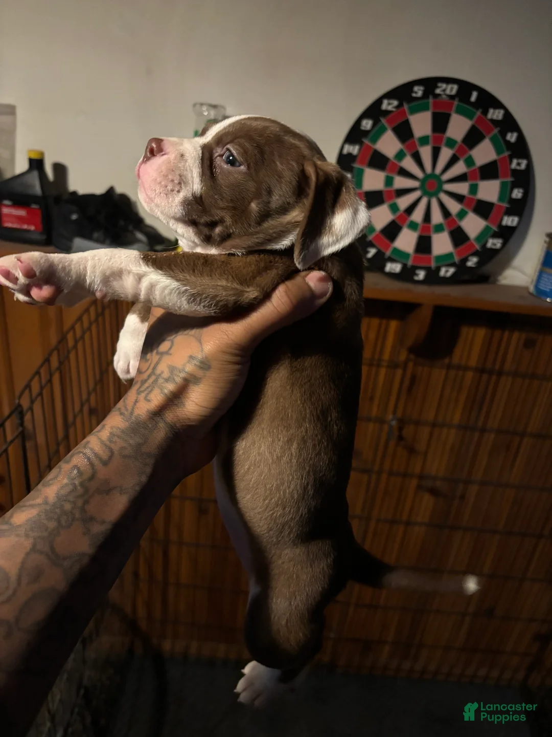 Mixed Breed dogs for sale: Mixed Breed Puppy 4 - Ad 2