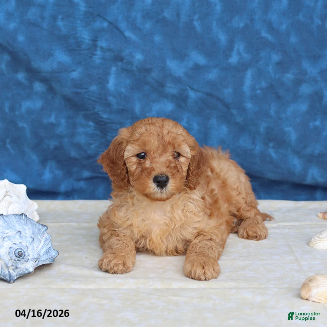 Goldendoodle dogs for sale: Casey - Ad 5
