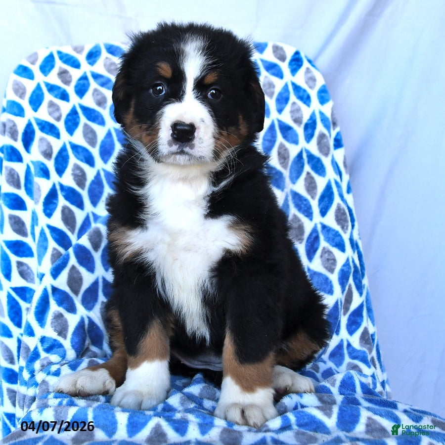 Bernese Mountain Dog dogs Jess  - Ad 2