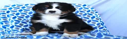 Bernese Mountain Dog dogs for sale: Jess  - Ad 4