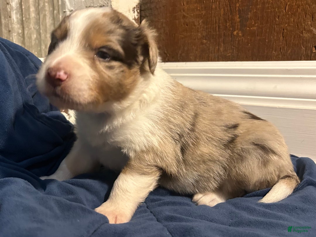Australian Shepherd dogs for sale: Ruth - Ad 37