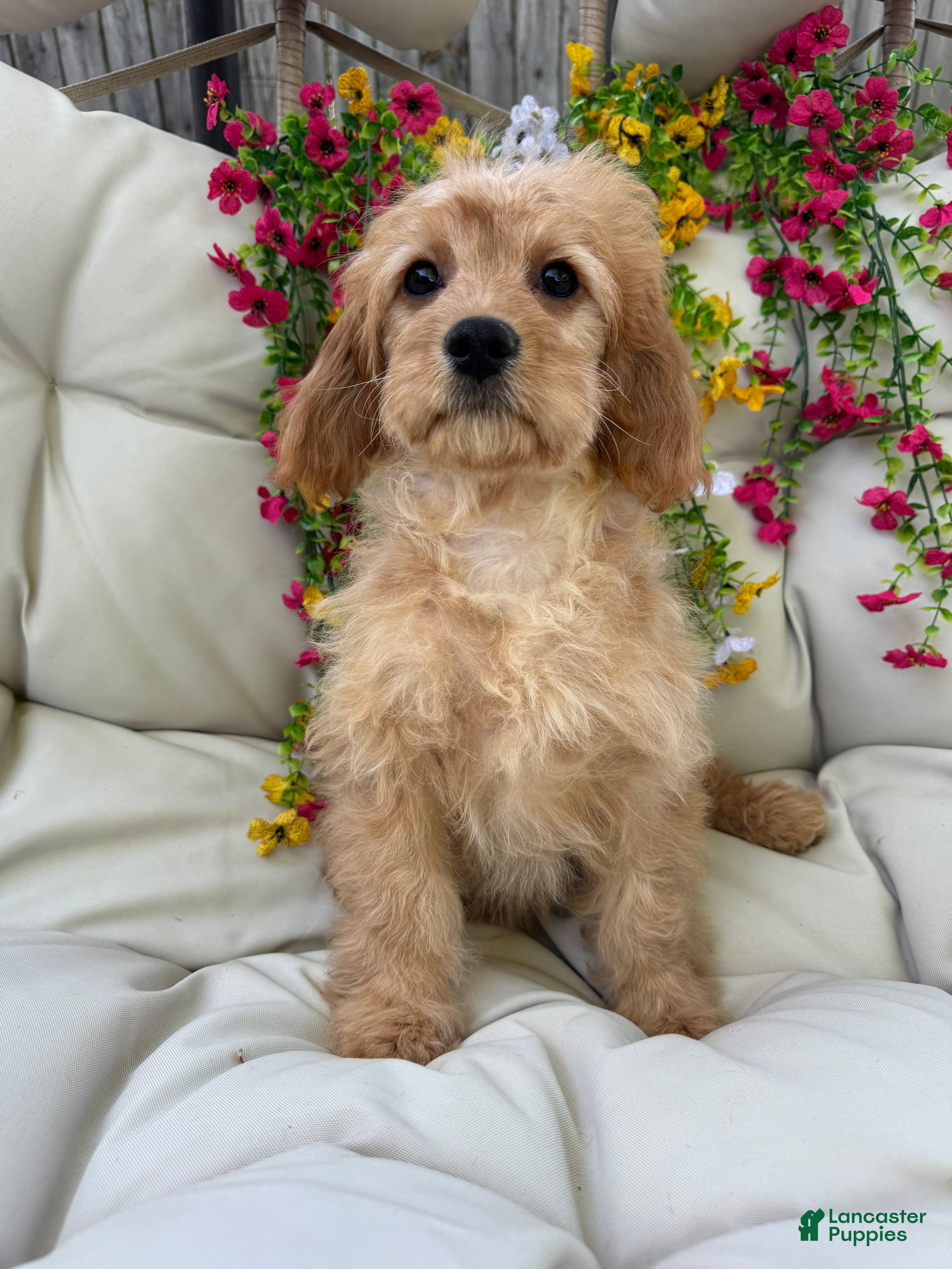 Cavapoo dogs Bonnie - Ad 1