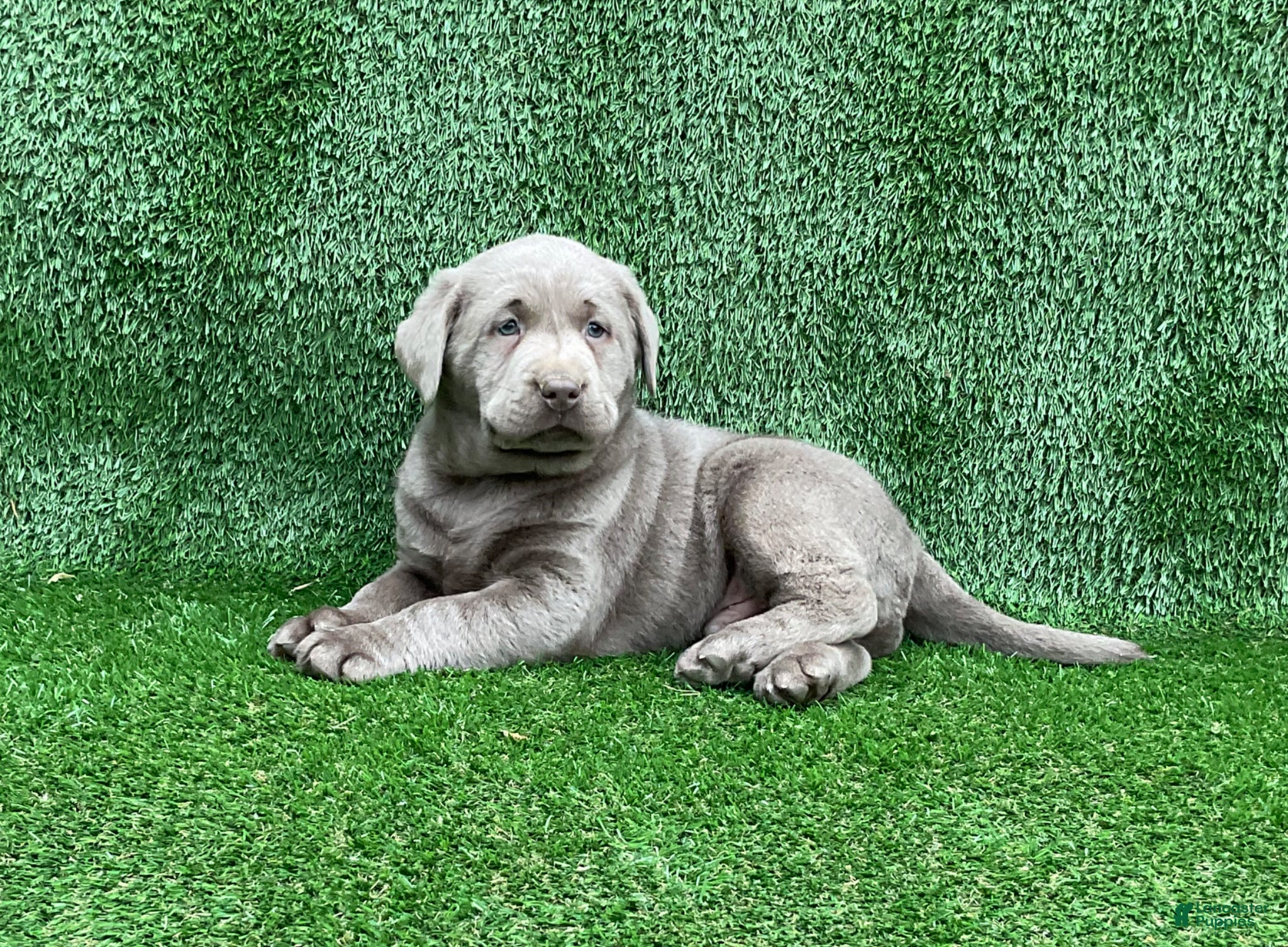 Labrador Retriever dogs Charlie - Ad 1