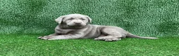 Labrador Retriever dogs for sale: Charlie - Ad 1