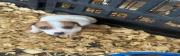 Jack Russell Terrier dogs for sale: Jack Russell Terrier 4 - Ad 2