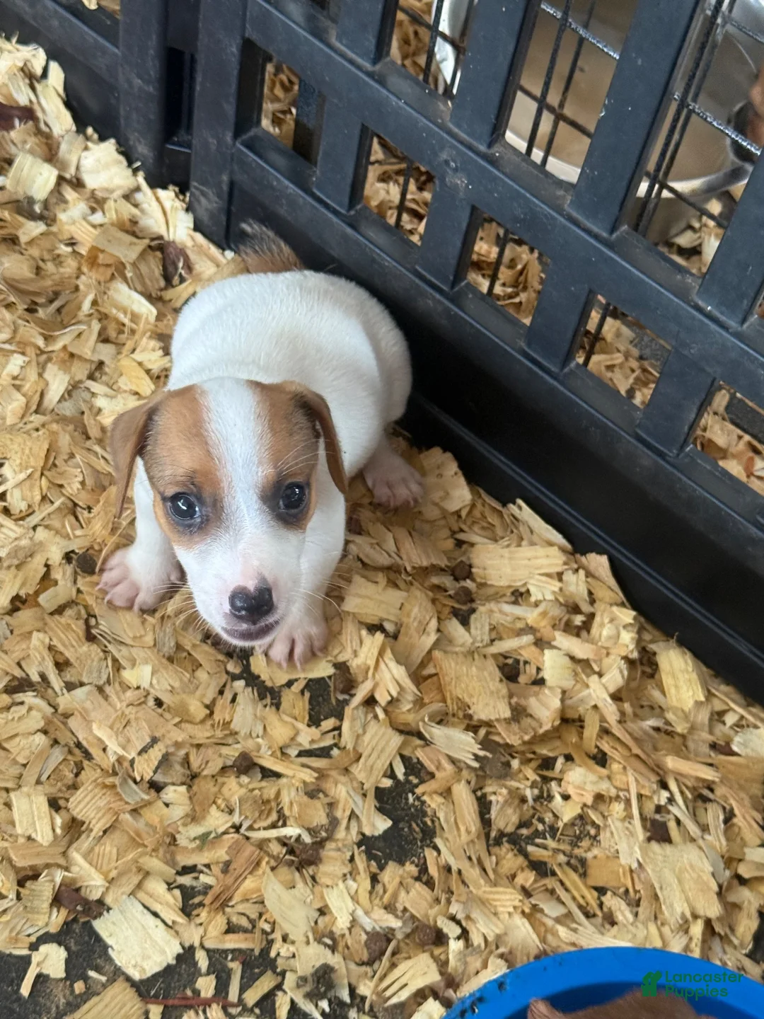 Jack Russell Terrier dogs for sale: Jack Russell Terrier 4 - Ad 2