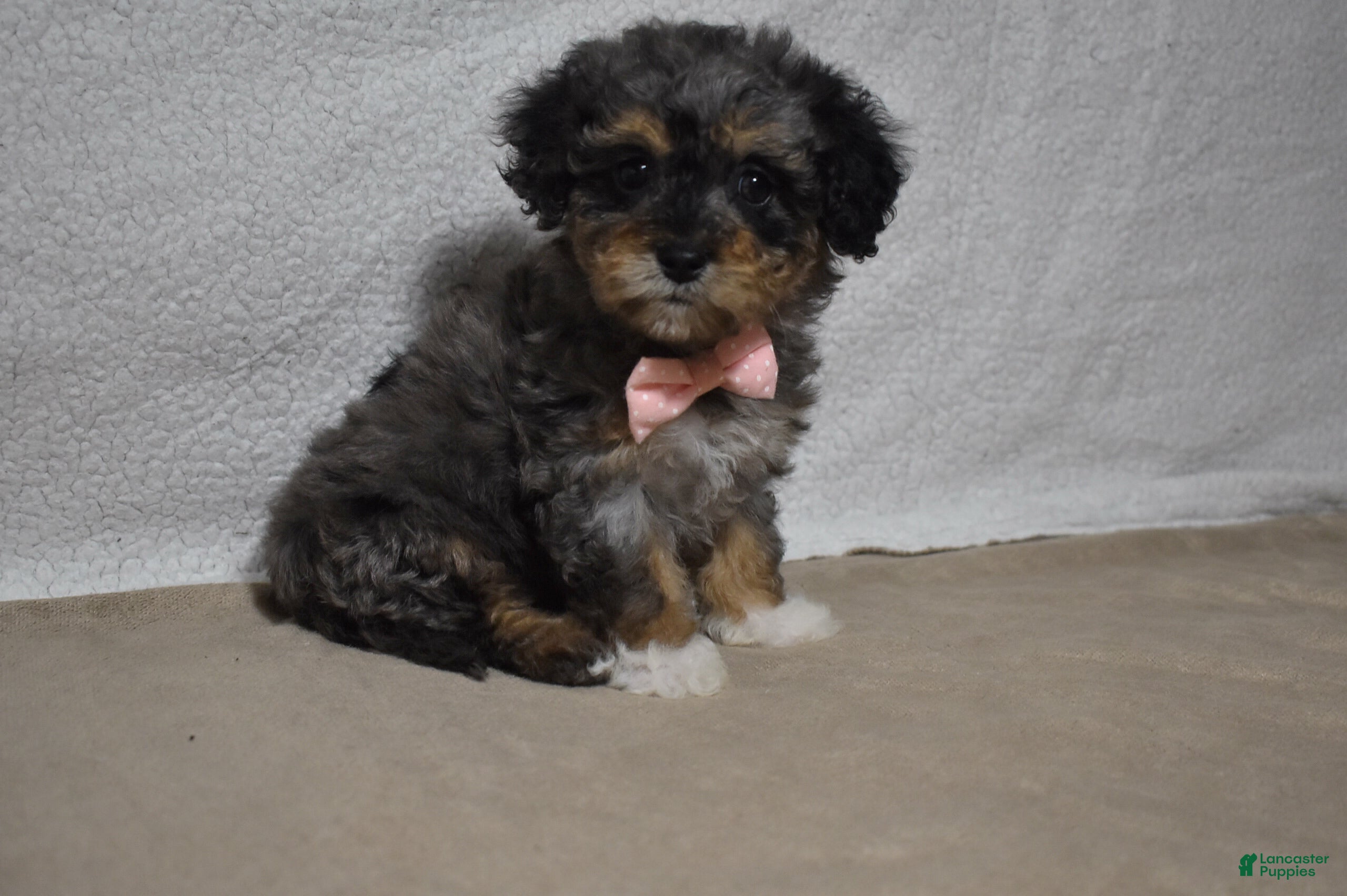 Cavachon dogs Roxy  - Ad 2