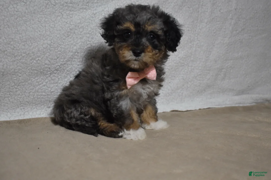 Cavachon dogs for sale: Roxy  - Ad 2