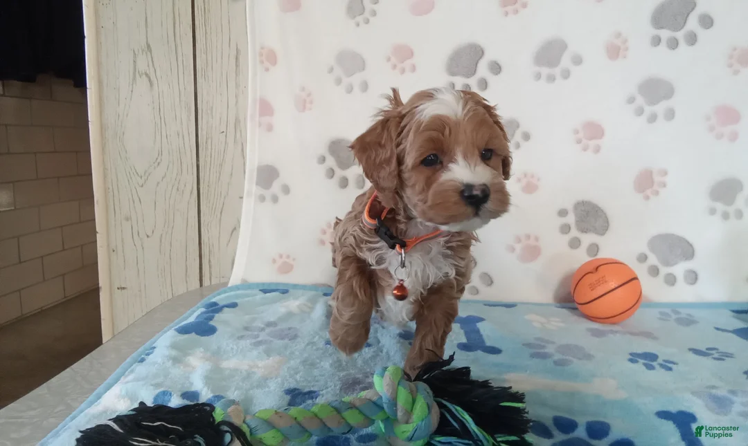Cockapoo dogs for sale: Sparky  - Ad 7