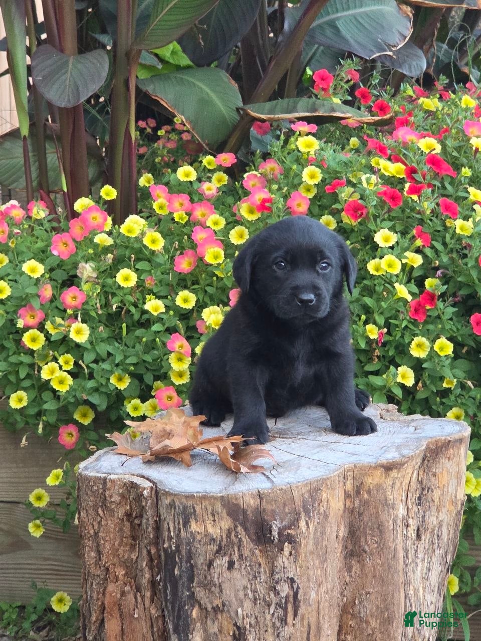 Labrador Retriever dogs Big Boy  - Ad 1