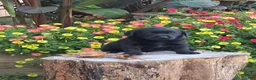 Labrador Retriever dogs for sale: Big Boy  - Ad 1