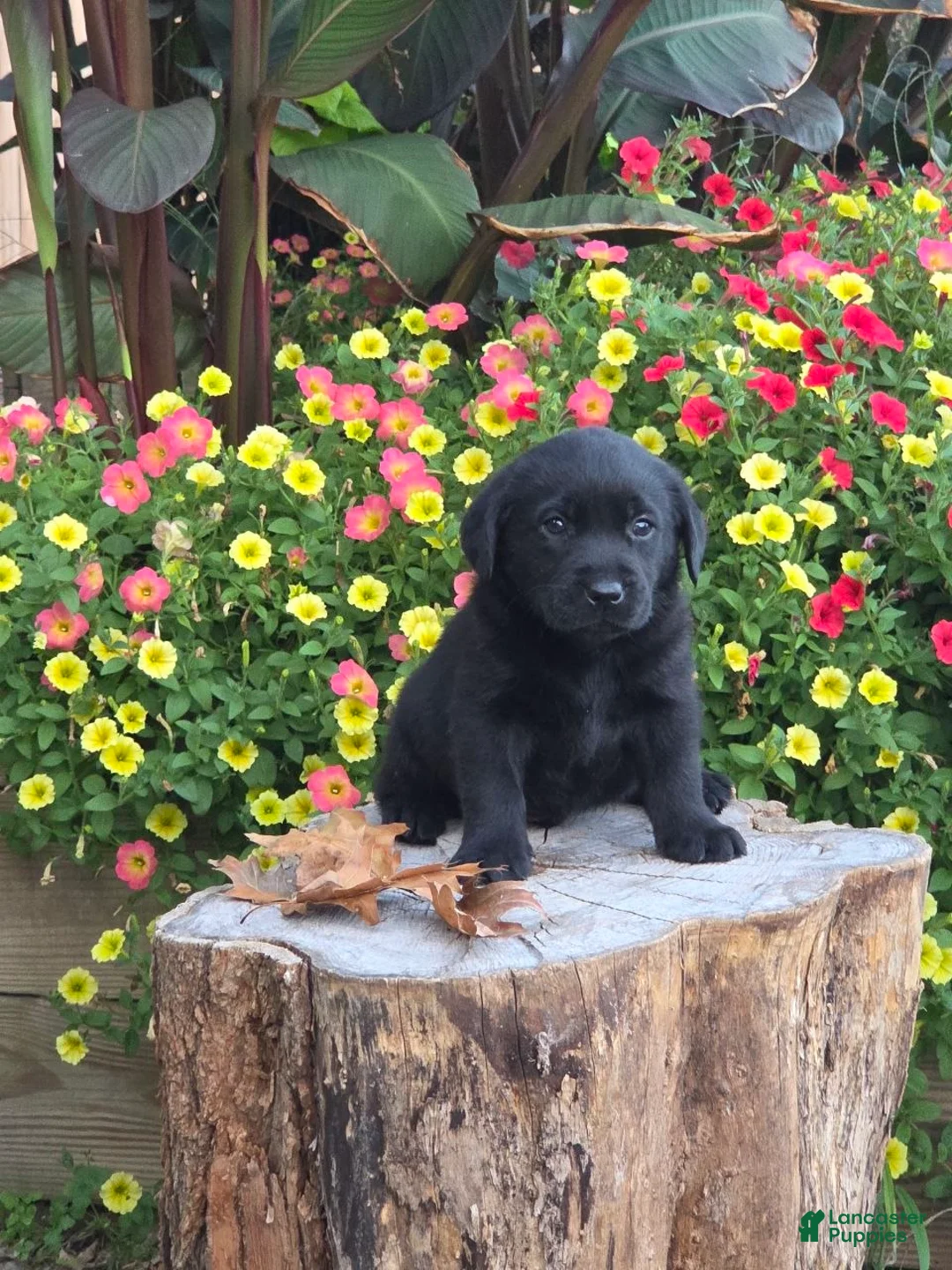 Labrador Retriever dogs for sale: Big Boy  - Ad 1