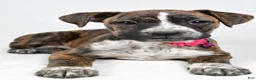 Boxer dogs for sale: Roxan Boxer mix - Ad 3