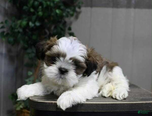 Shih Tzu dogs Milo - Ad 24