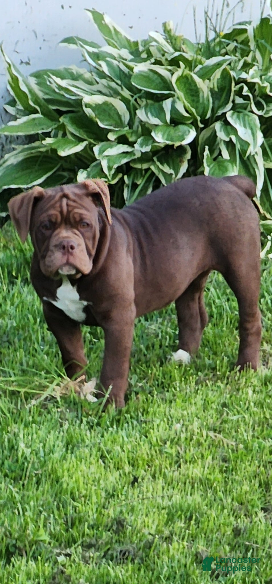 Olde English Bulldogge dogs Olde English Bulldogge Puppy 3 - Ad 1