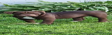 Olde English Bulldogge Puppy 3