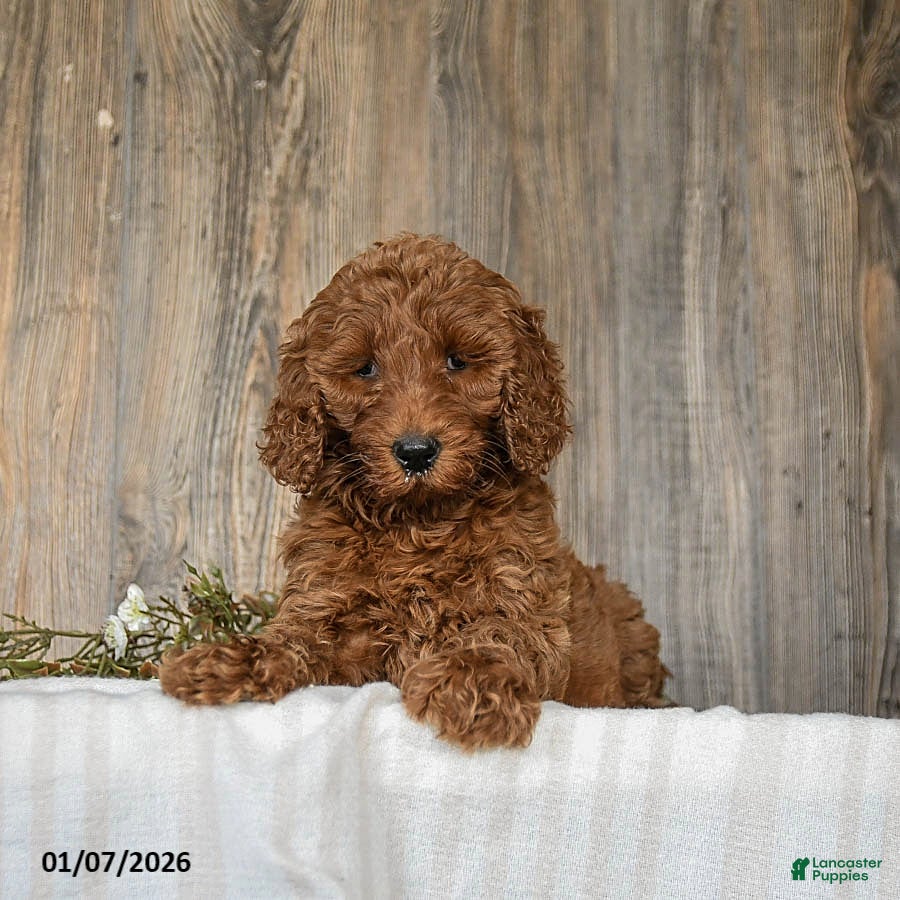 Goldendoodle dogs Elsa - Ad 2