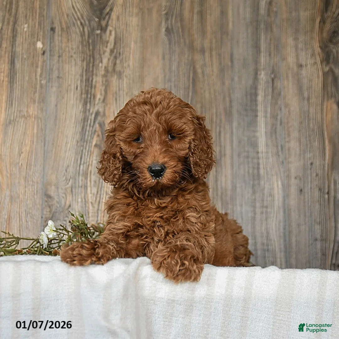 Goldendoodle dogs for sale: Elsa - Ad 2