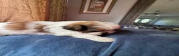 Shih Tzu dogs for sale: Shih Tzu 2 Brooklyn  - Ad 5