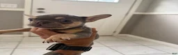 French Bulldog dogs for sale: Lilac female  - Ad 1