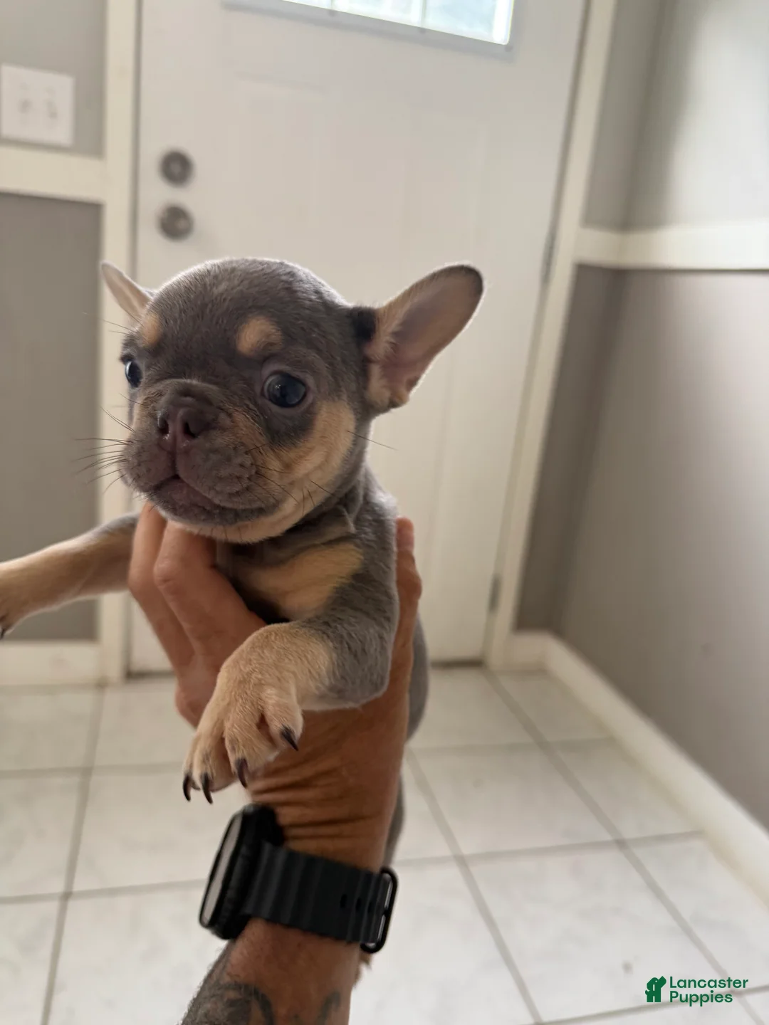 French Bulldog dogs for sale: Lilac female  - Ad 1