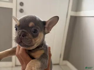 French Bulldog dogs Lilac female - Ad 3