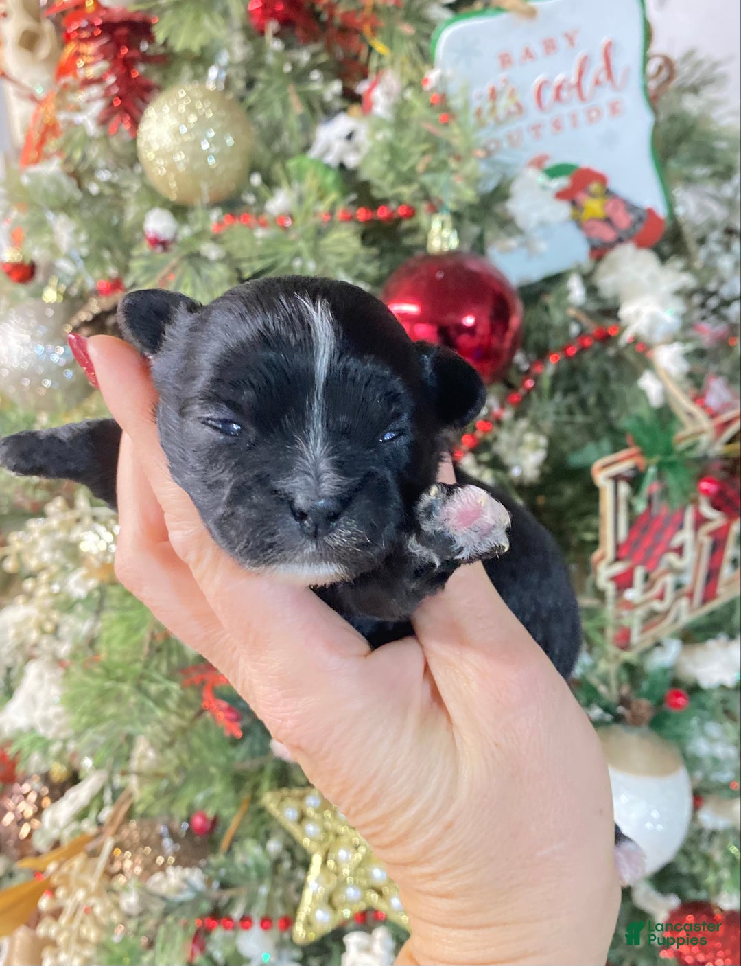 Shihpoo dogs for sale: Shihpoo Puppy 3 - Ad 1