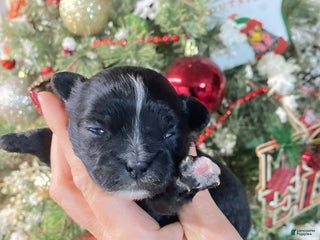 Shihpoo dogs Shihpoo Puppy 3 - Ad 30