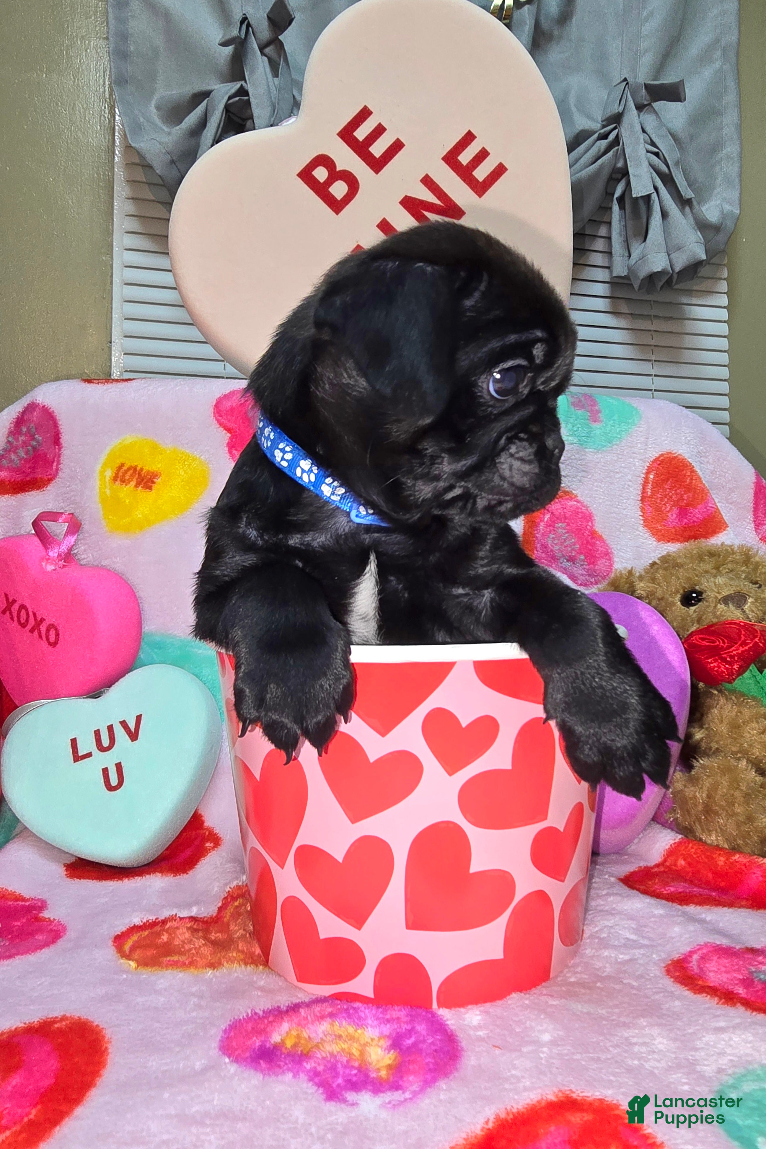 Pug dogs Zander - Ad 38