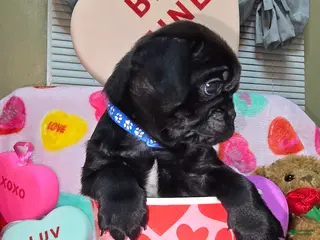 Pug dogs Zander - Ad 38