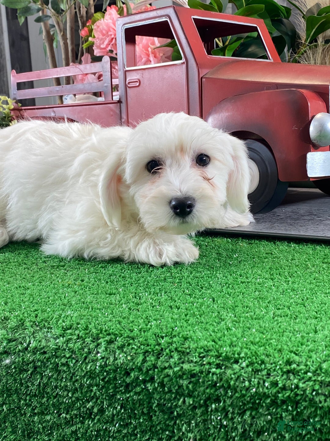 Bichon Frise dogs for sale: Benny - Ad 3