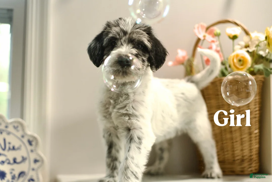 Mixed Breed dogs for sale: Molly  - Ad 1
