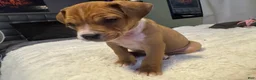 Mixed Breed dogs for sale: Ryder - Ad 5